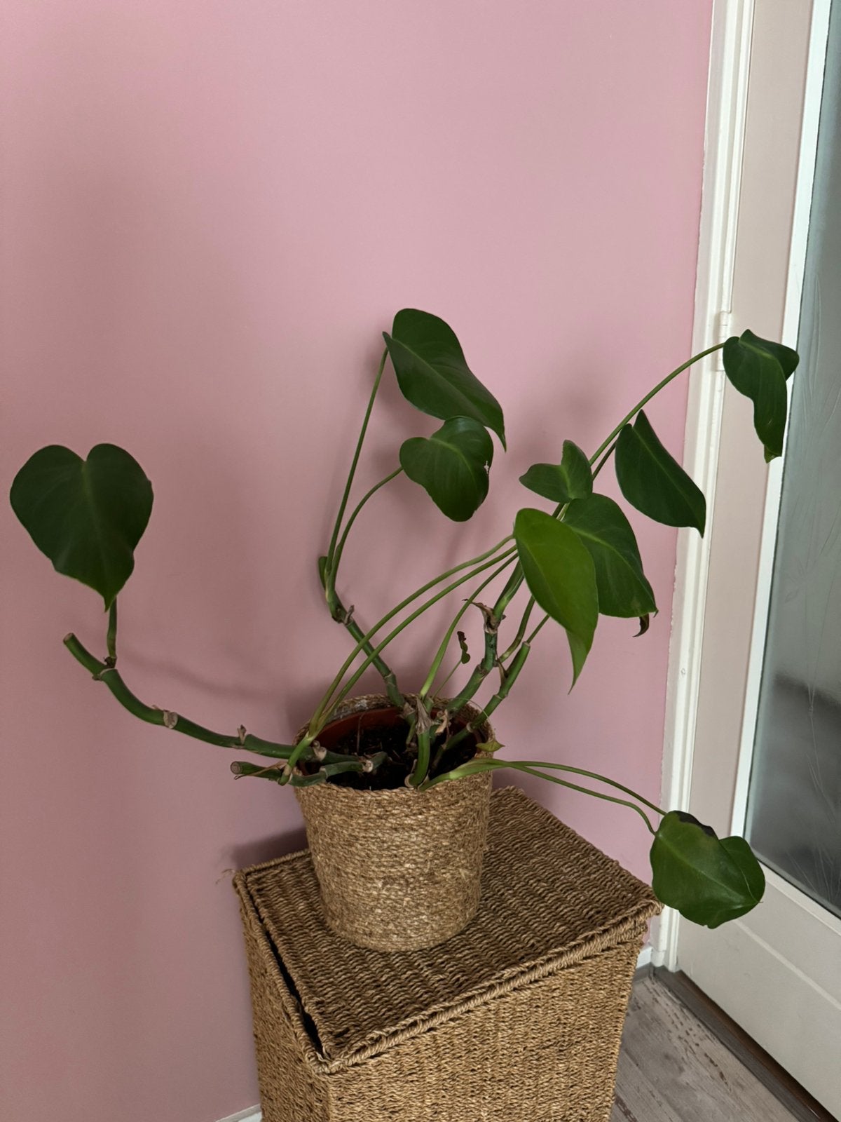 Monstera met plantenbak, Ophalen, Halfschaduw, Minder dan 100 cm