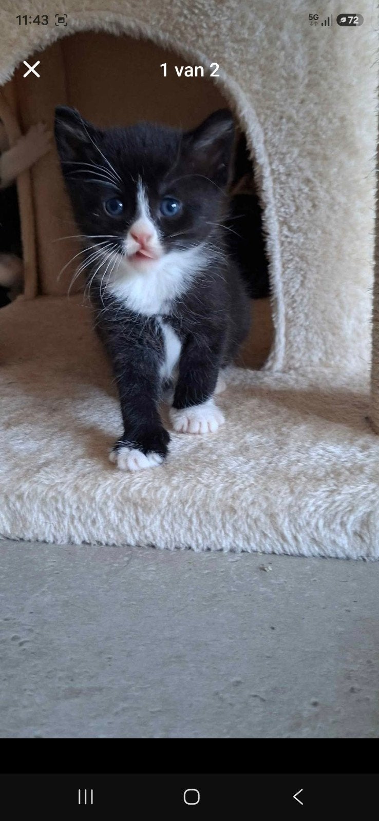 kittens, Poes, Kortharig