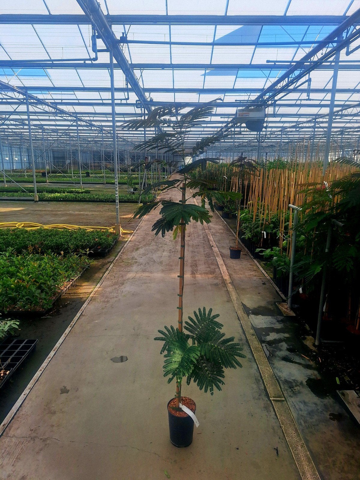 Albizia julibrissin 'Evi's Pride' 🍀🌺, Overige soorten, 100 tot 250 cm, Zomer, Ophalen