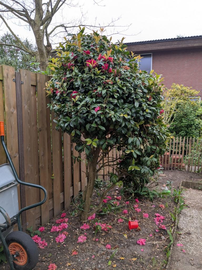 2x Camelia (Japanse roos), Overige soorten, Lente, 100 tot 250 cm, Ophalen
