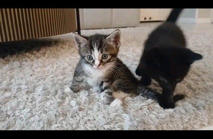 kittens, Meerdere dieren
