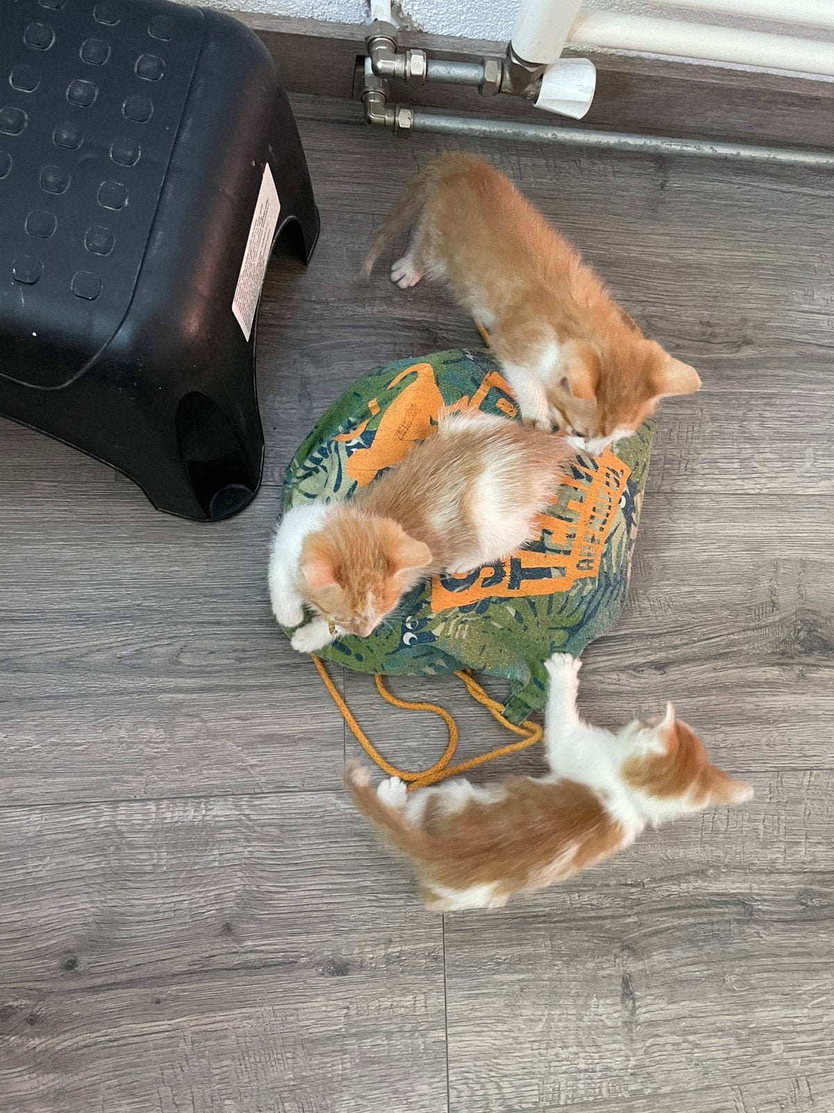 Lieve kleine rood/witte kittens, Dieren en Toebehoren, Katten en Kittens | Overige Katten, Meerdere dieren, Kortharig, 0 tot 2 jaar