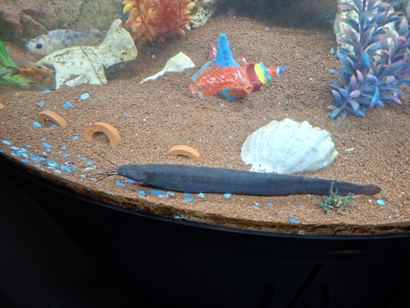Gratis vis op te halen, Dieren en Toebehoren, Vissen | Aquariumvissen, Vis