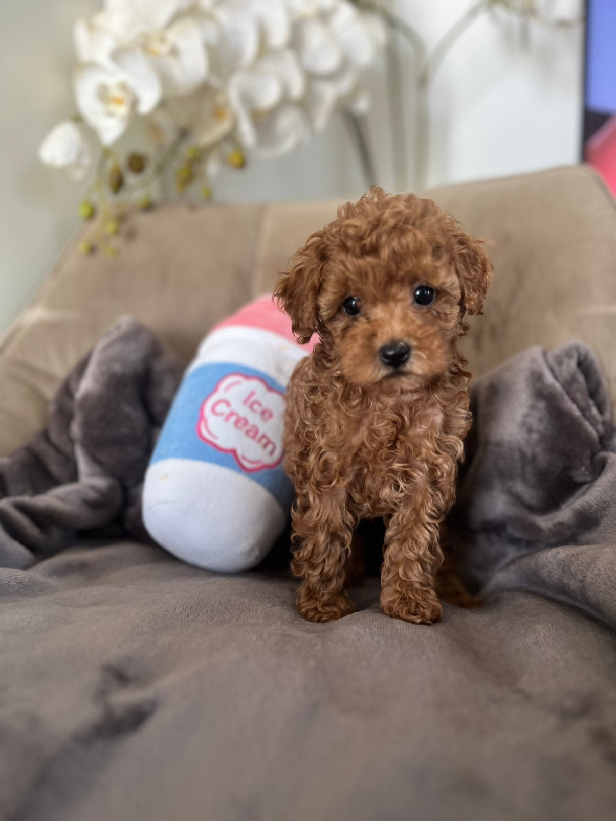 Prachtige Toy/Dwerg poedel pups, Poedel, Parvo, 8 tot 15 weken, Meerdere