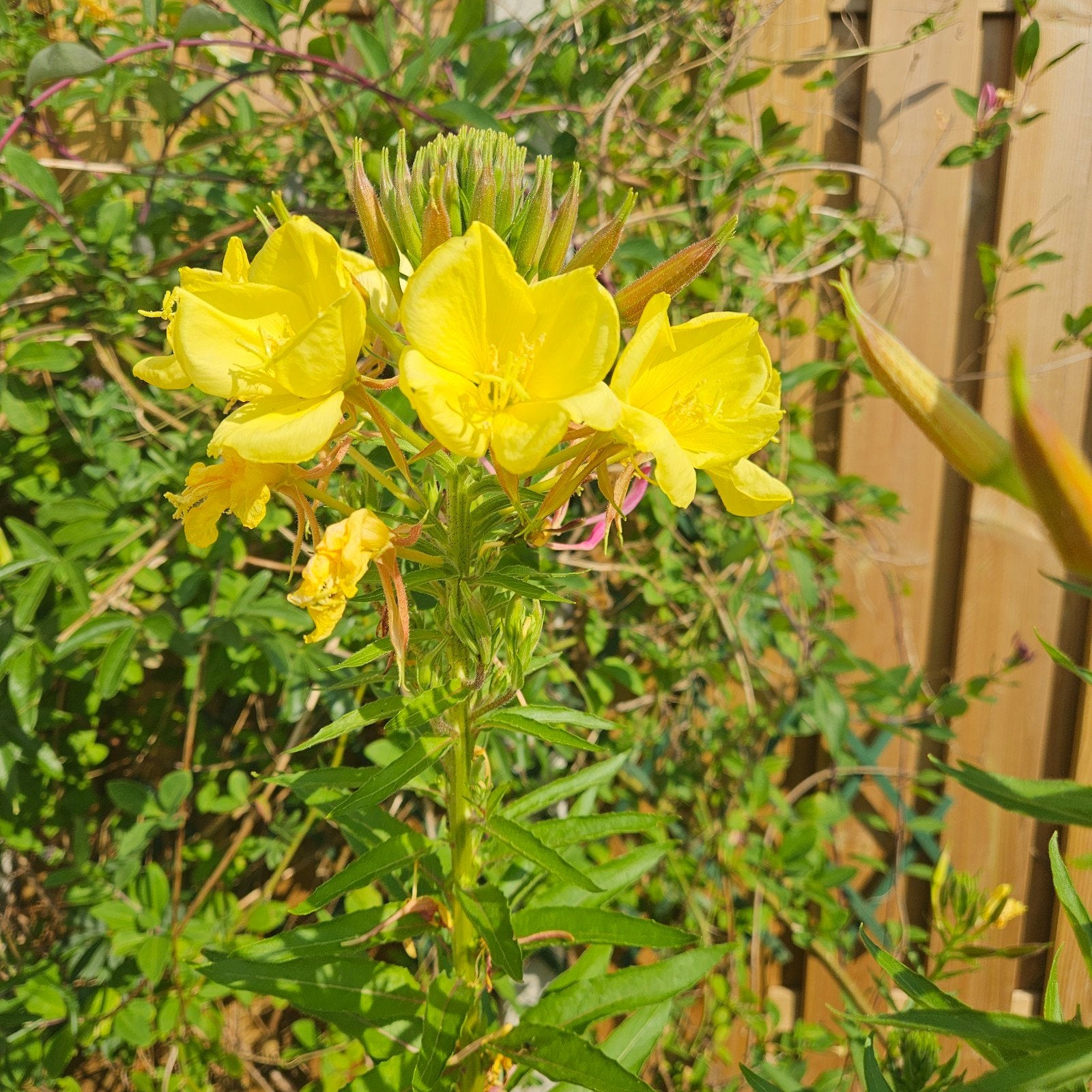Tweejarige Teunisbloem: Geel & Nachtvlinder Ma, Ophalen, Overige soorten, Volle zon