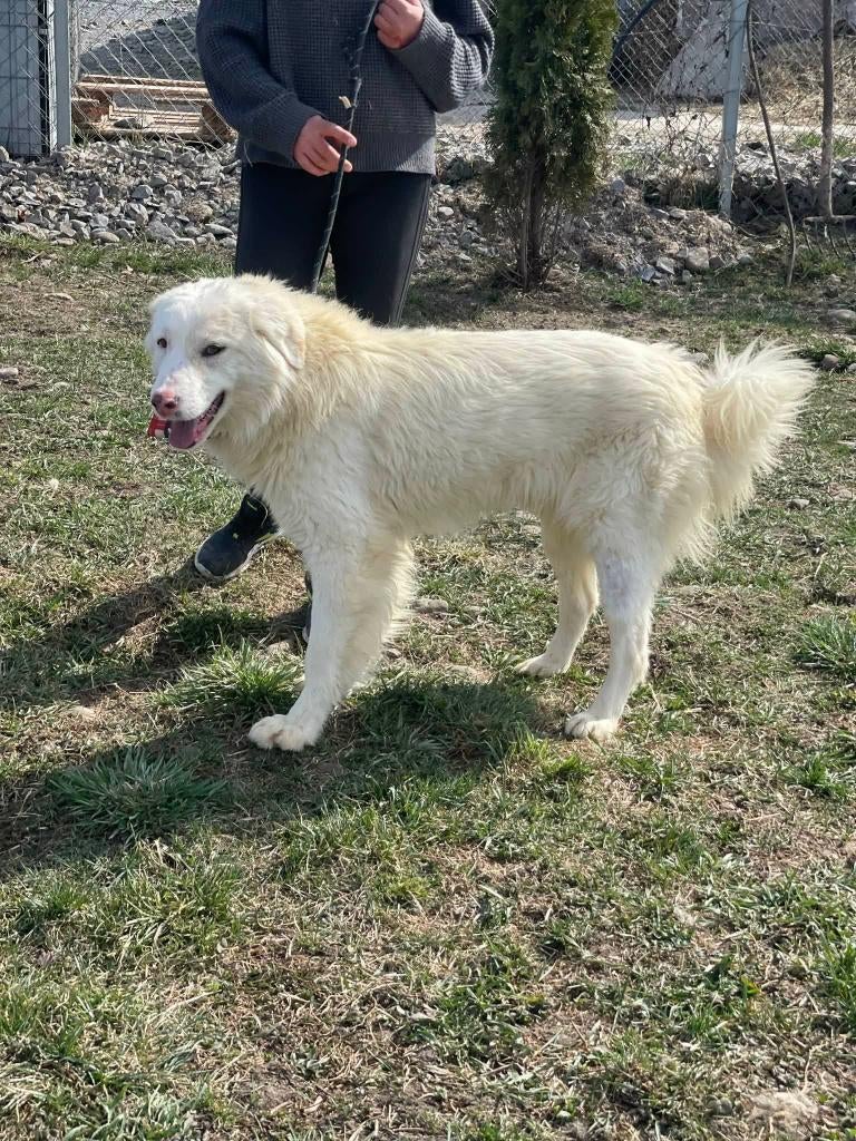 LEO, PRACHTIG VRIENDELIJK & ZACHTAARDIGe JONGe REU, Dieren en Toebehoren, Honden | Niet-rashonden, Particulier, Reu, 1 tot 2 jaar