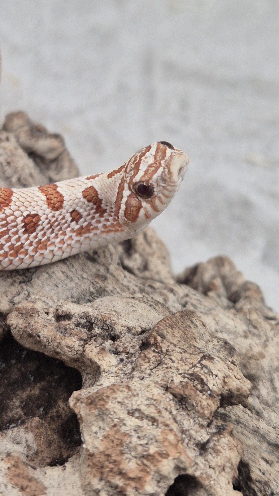 Haakneuslang red toffeebelly Hognose Snake photo 4