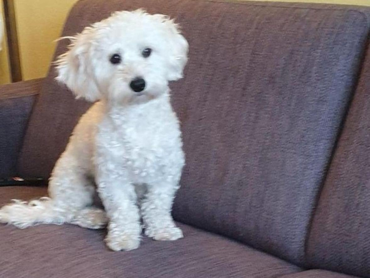 Maltipoo reutje, Parvo, 15 weken tot 1 jaar, Eén hond, Nederland