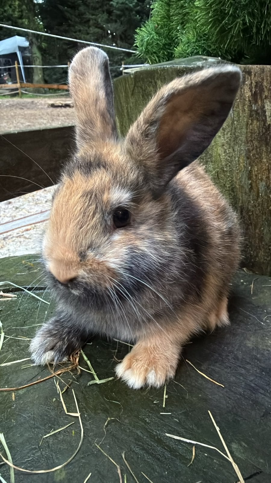 Prachtige half satijn, Meerdere dieren, Dwerg