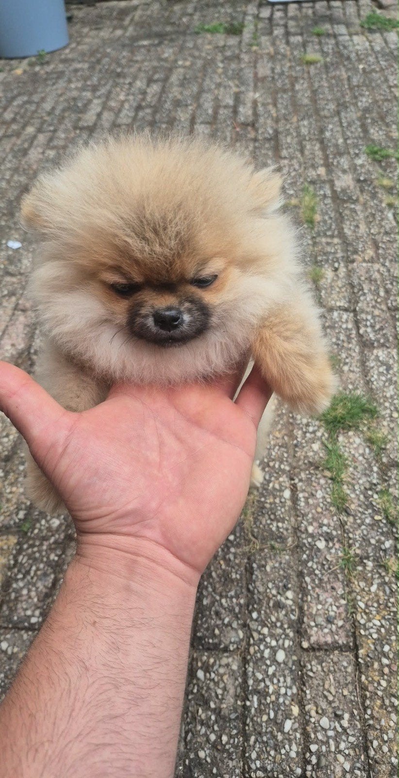 Pomeriaan pups, Particulier, Keeshond, 15 weken tot 1 jaar, Reu