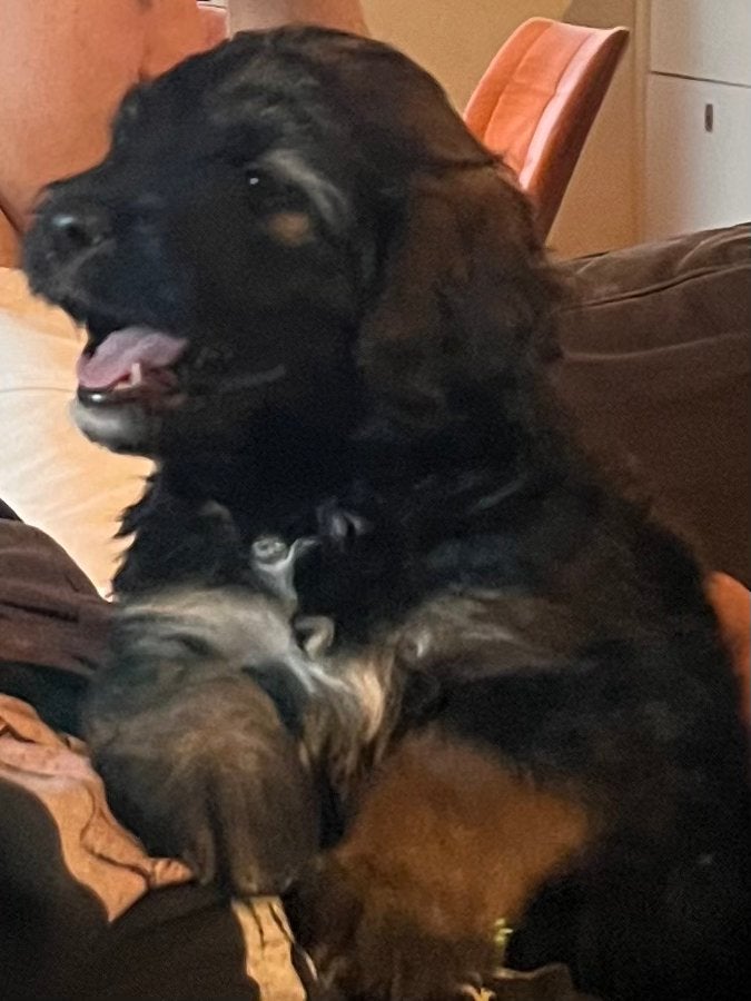 Lieve, bernedoodle pup, Labradoodle, goldendoodle, reu ,, Parvo, Reu, 8 tot 15 weken, Groot