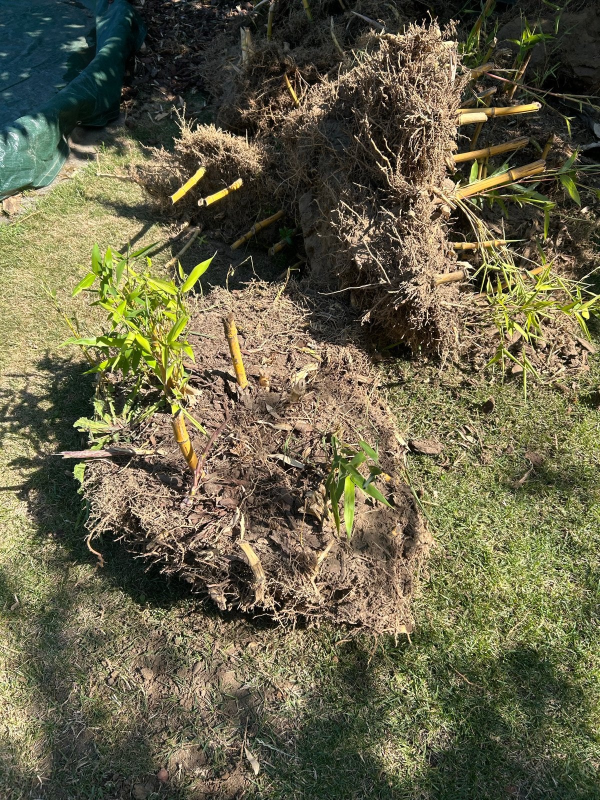 GRATIS Bamboe planten, Tuin en Terras, Volle zon, Vaste plant, Bloeit niet, Ophalen