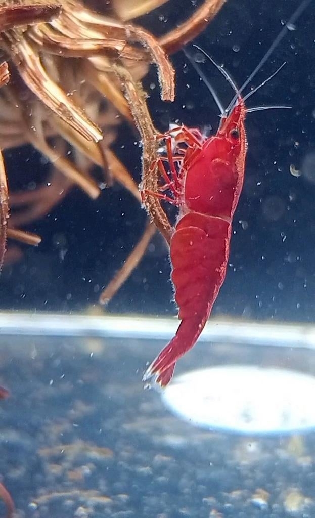 Kweekgroep Sakura Red, Dieren en Toebehoren, Vissen | Aquariumvissen, Kreeft, Krab of Garnaal, Zoetwatervis, Schoolvis