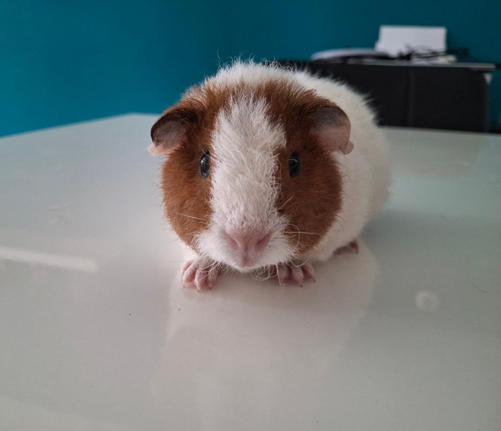 US teddy beertje, Cavia, April, Mannelijk, Tam