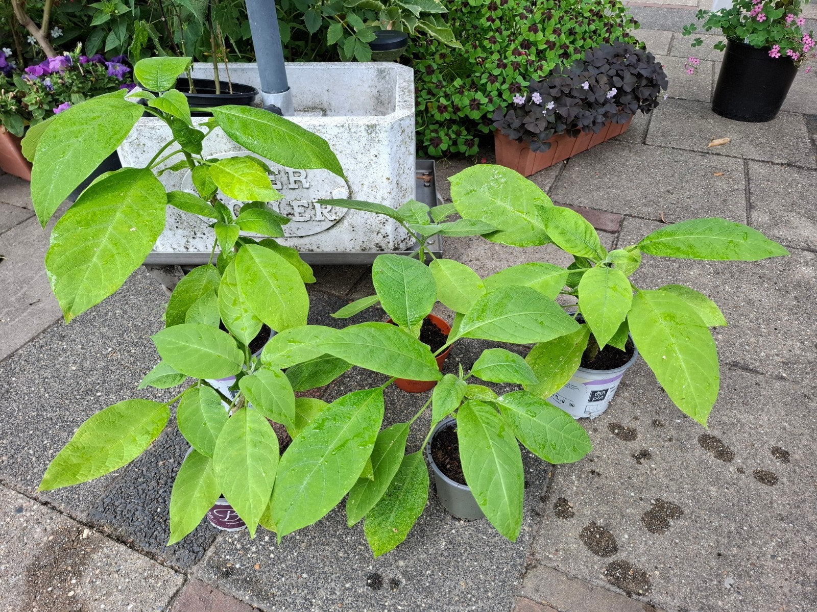 brugmansia stekken, Tuin en Terras, Planten | Tuinplanten, Ophalen, Overige soorten, Volle zon