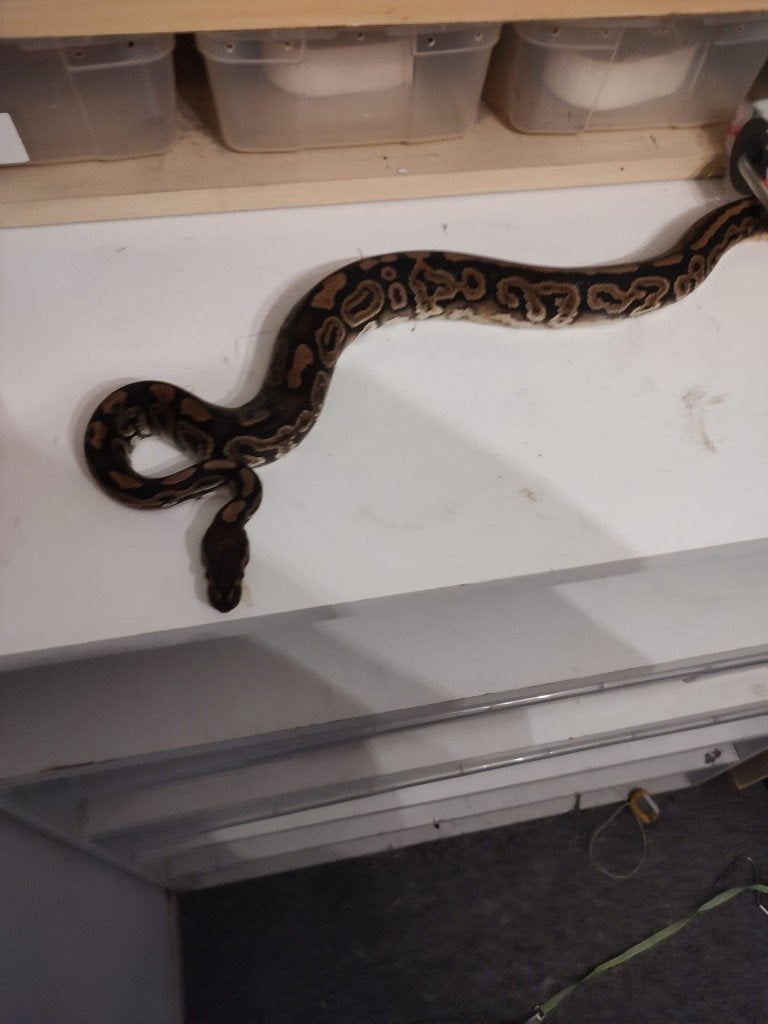 Collectie Koningspythons, Ball Python, Python Regius Ball Python photo 3