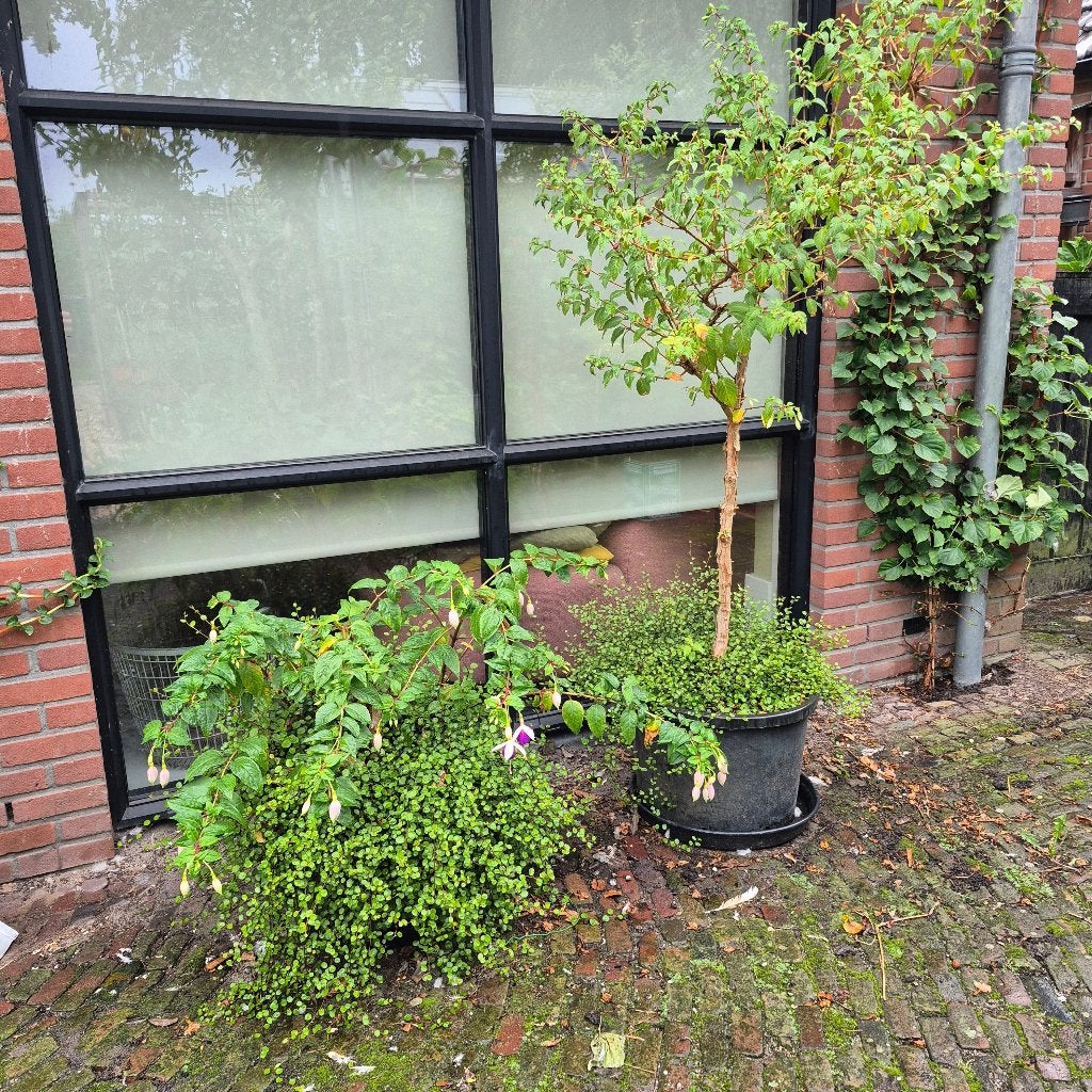 Drie prachtige fuchsia's, nu nog in bloei, Ophalen, Overige soorten, Volle zon