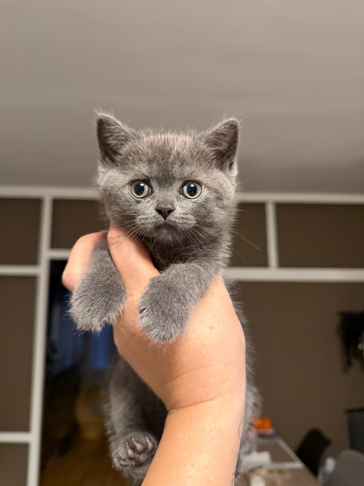 Britse korthaar meisje, Poes, Ontwormd, 0 tot 2 jaar
