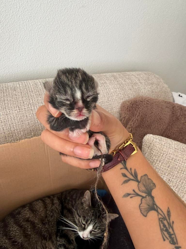 Kittens, Ophalen, Nieuw