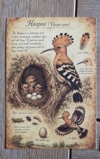 VOGEL MET NEST  hop ,, Ophalen, Vogel