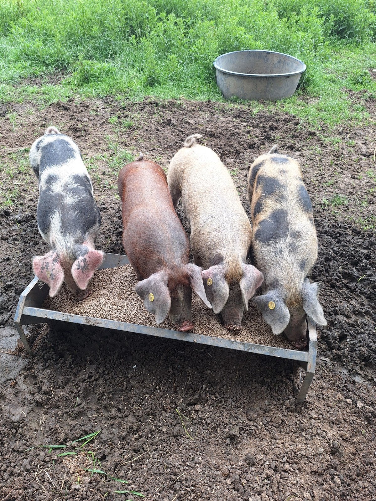 vleespakketten van eigen varkens, Meerdere dieren