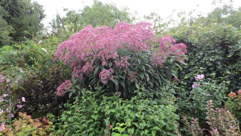 Koninginnekruid, Eupatorium maculatum Atropurpereum, Overige soorten, Volle zon, Vaste plant, Ophalen of Verzenden
