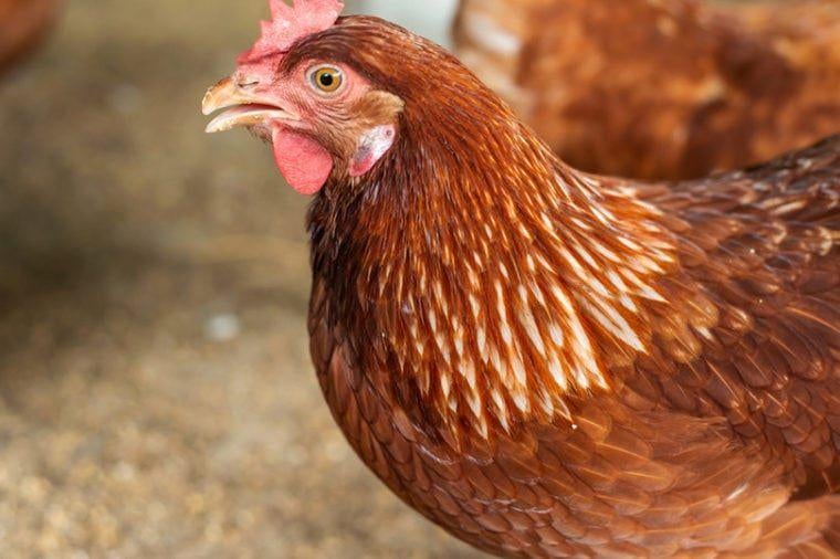 leghennen legkippen Isa Brown, Vrouwelijk, Kip