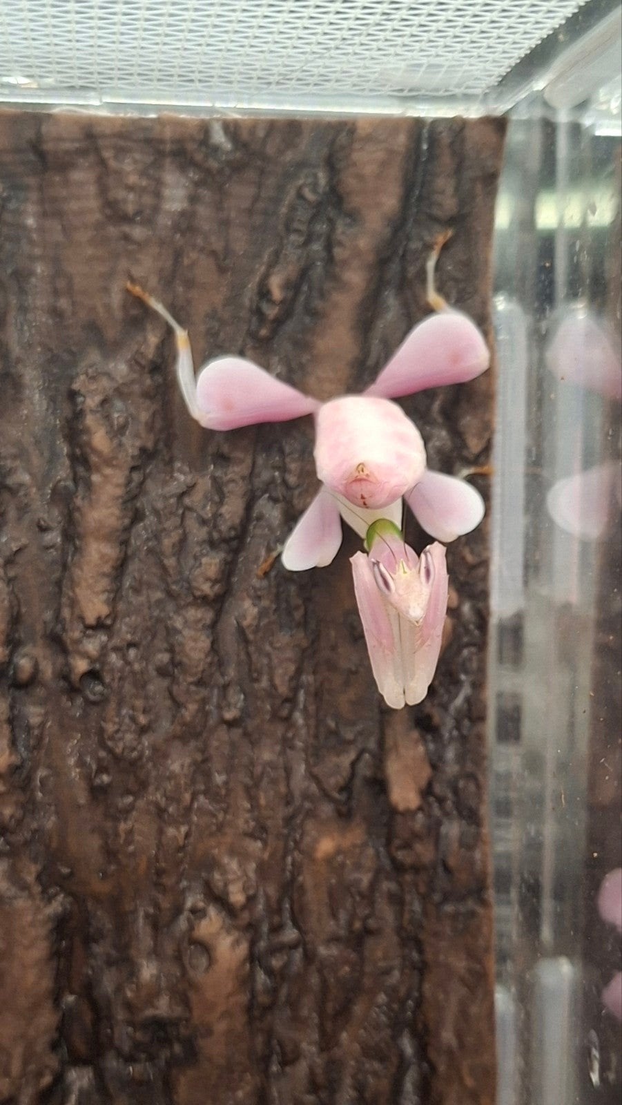 Orchidee bidsprinkhaan te koop! Orchid mantis, Dieren en Toebehoren, Sprinkhaan of Krekel