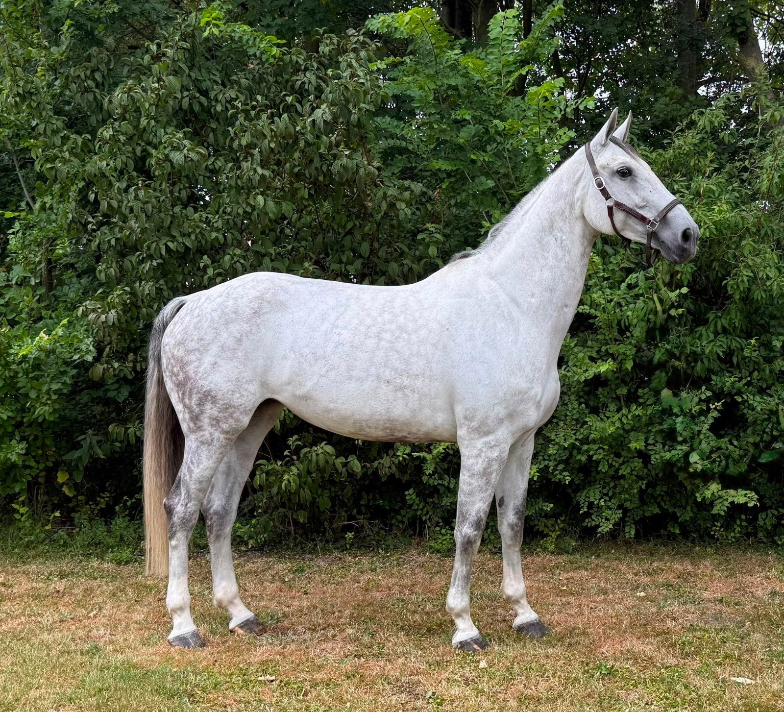 Drachtige grote appel schimmel merrie 10 jaar, Dieren en Toebehoren, Paarden, Merrie, Springpaard, 175 cm of meer, Met stamboom