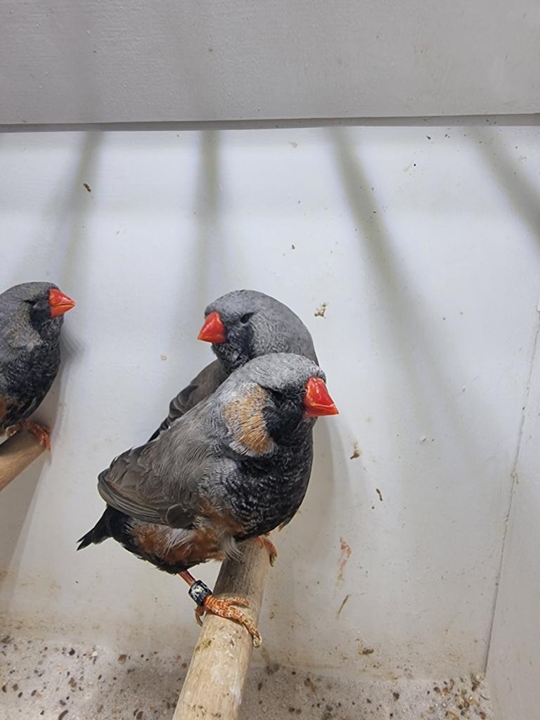 Te koop mannen & poppen Charcoal grijs van 2025, Meerdere dieren
