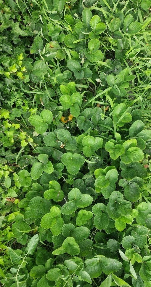 Volwassen aardbeienplant & stekjes, Ophalen, Volle zon