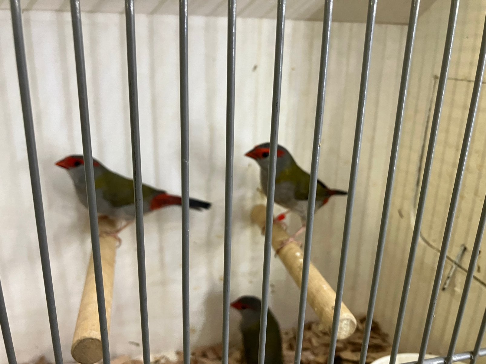 Dornastrilde mannen, Mannelijk, Tropenvogel
