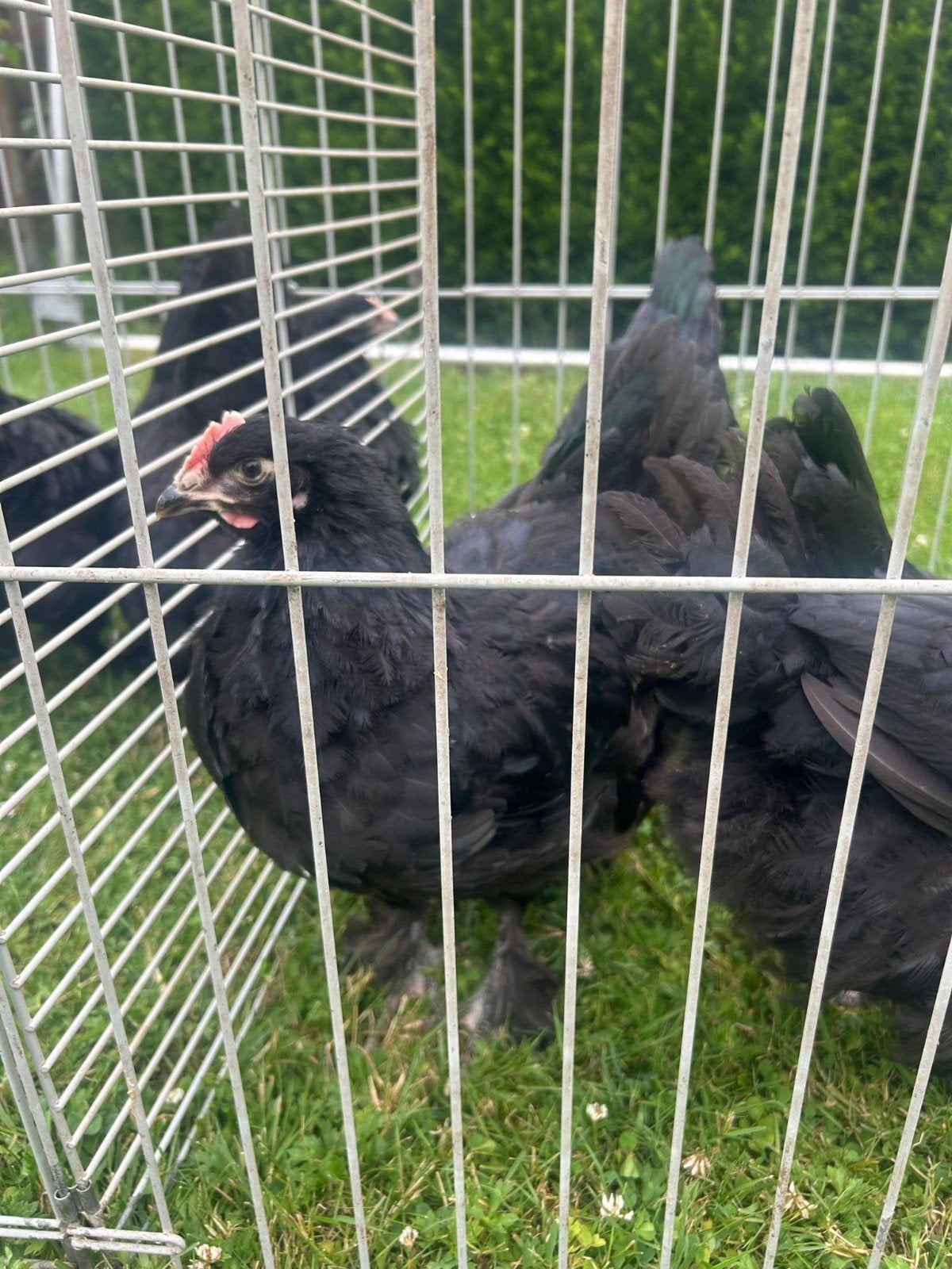 Gratis af te halen: Slachthaantjes, Dieren en Toebehoren, Pluimvee, Mannelijk, Kip