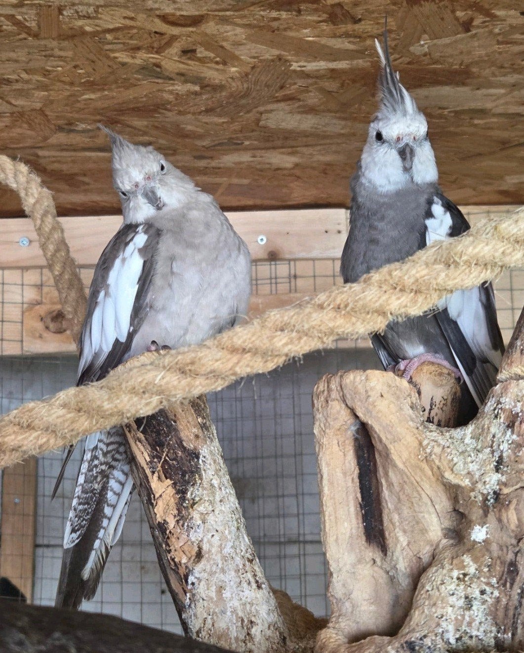 Valkparkiet koppel, Meerdere dieren, Parkiet