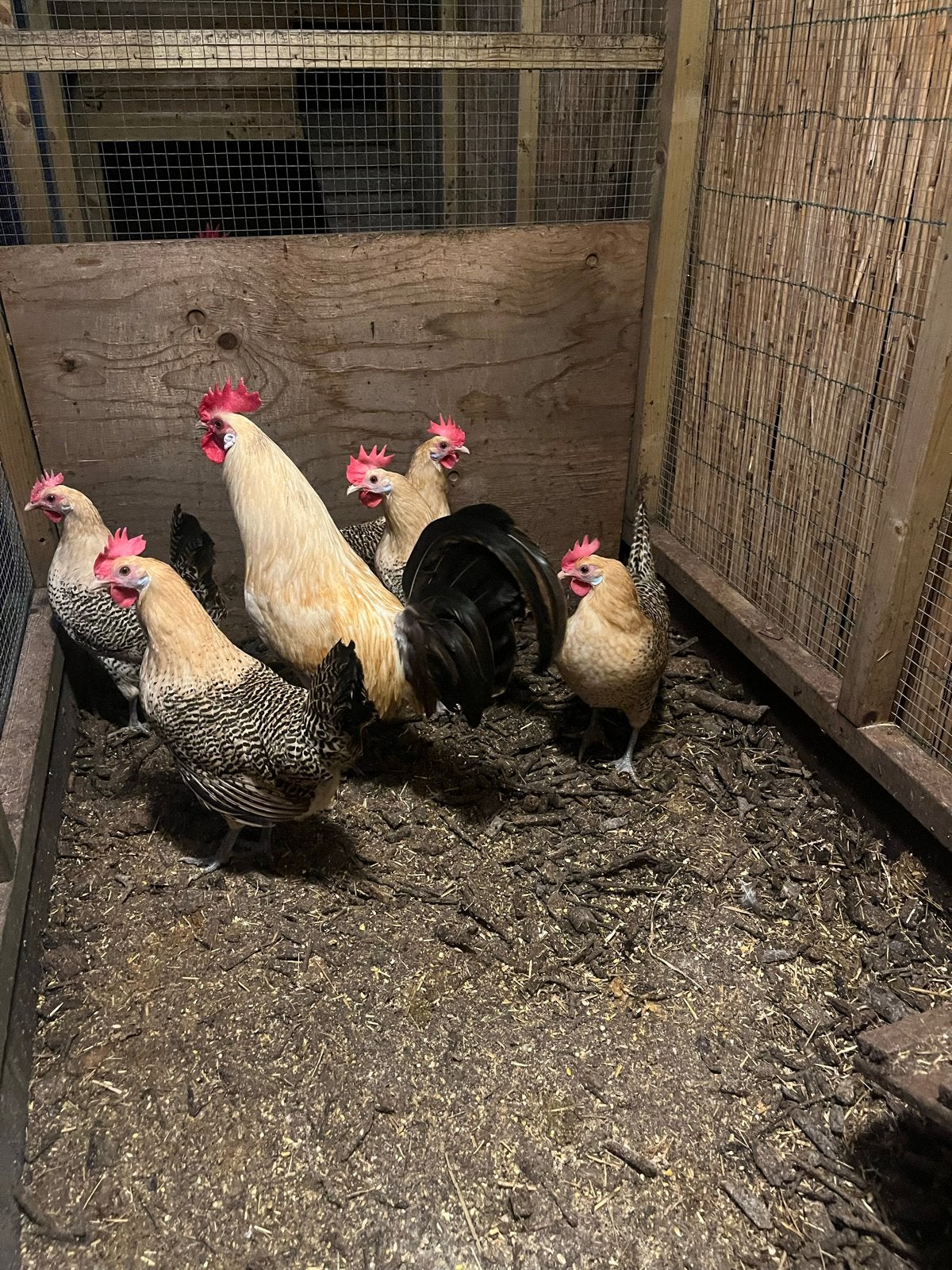 Broedeieren friese kippen groot, Dieren en Toebehoren, Geslacht onbekend, Kip