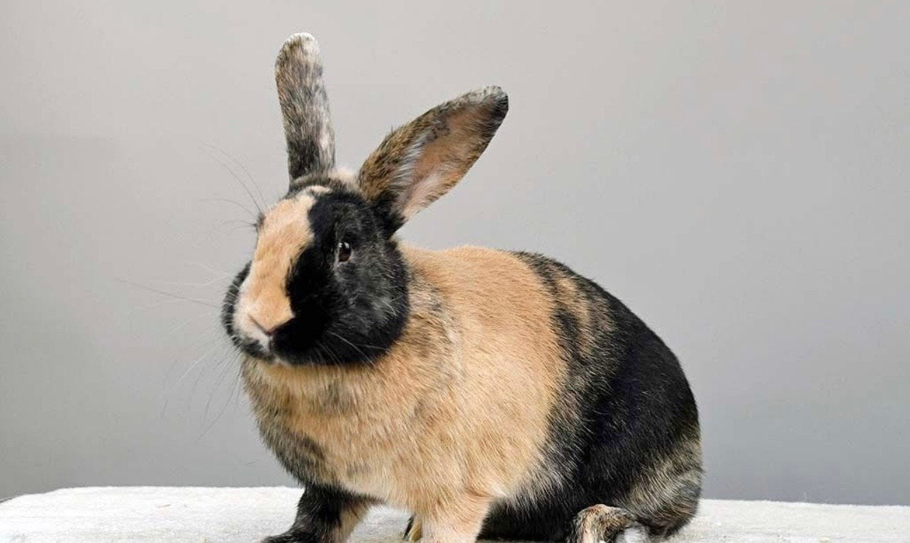 Op zoek naar gecastreerde ram Japanner konijn, Dieren en Toebehoren, Konijnen, Mannelijk, Hangoor