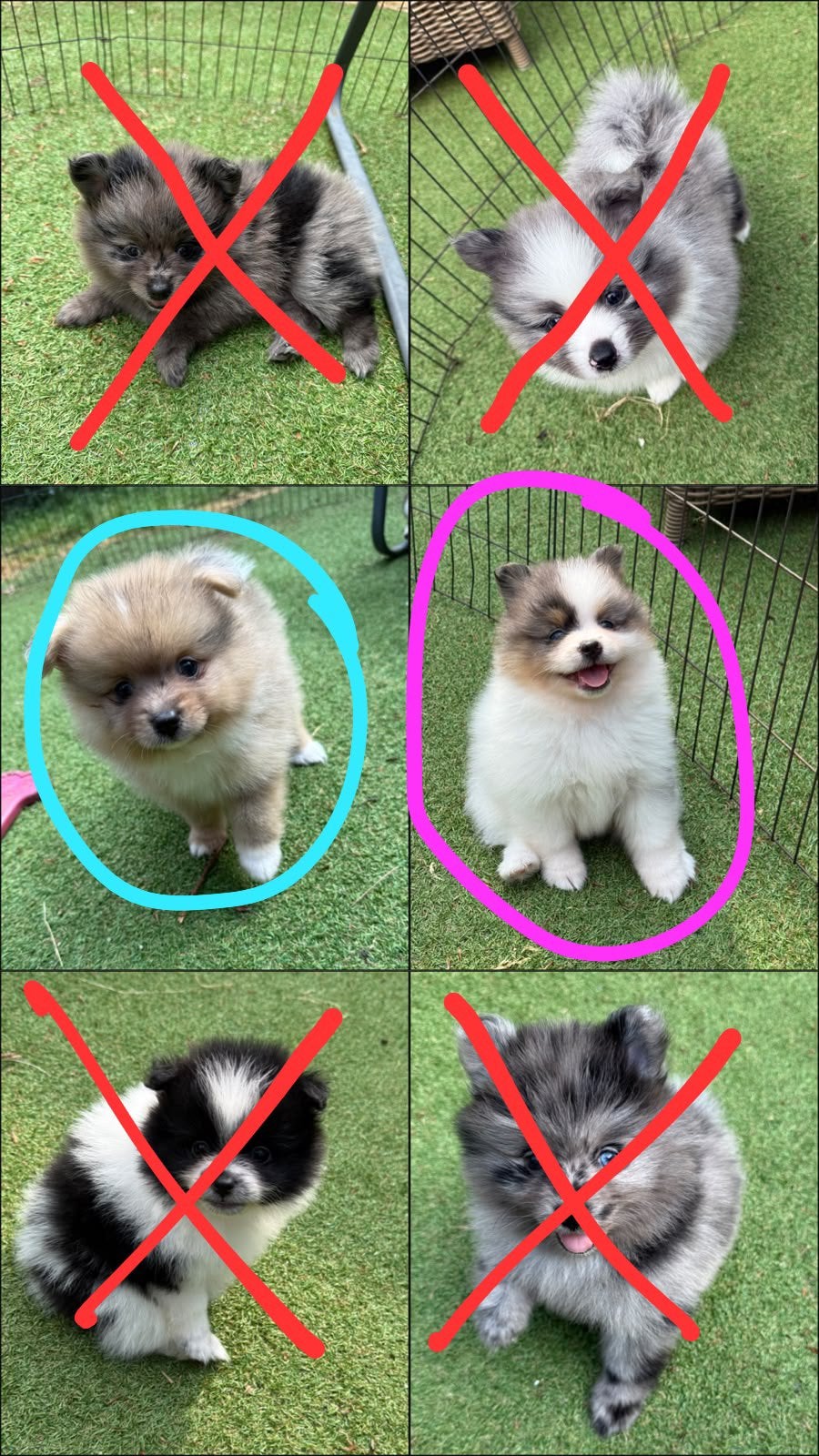 Dwergkees Pomeranian pups, Parvo, Keeshond, 8 tot 15 weken, Meerdere