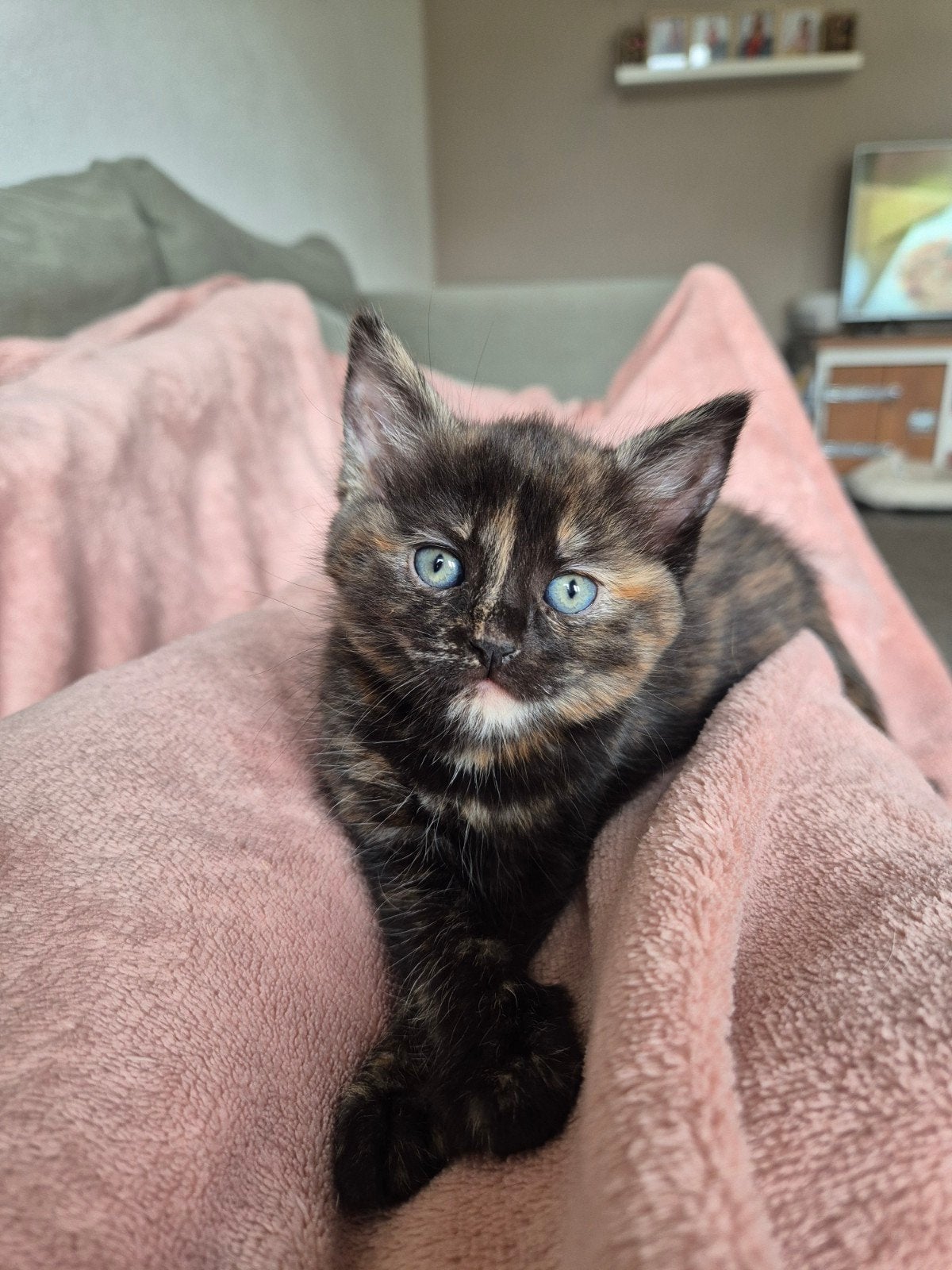 Mooi Ragdoll x Maine coon kitten, Dieren en Toebehoren, Katten en Kittens | Raskatten | Korthaar, Poes
