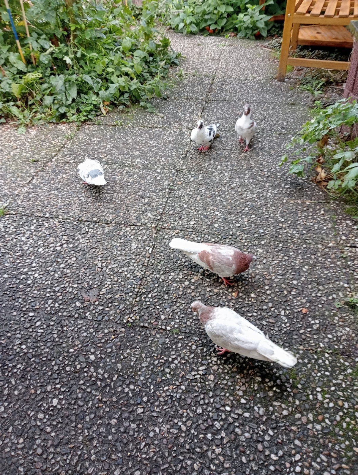 kumrus, Dieren en Toebehoren, Vogels | Duiven