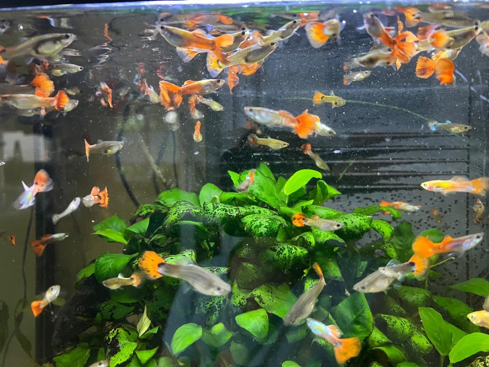 Vissen guppen guppy's, Vis, Zoetwatervis