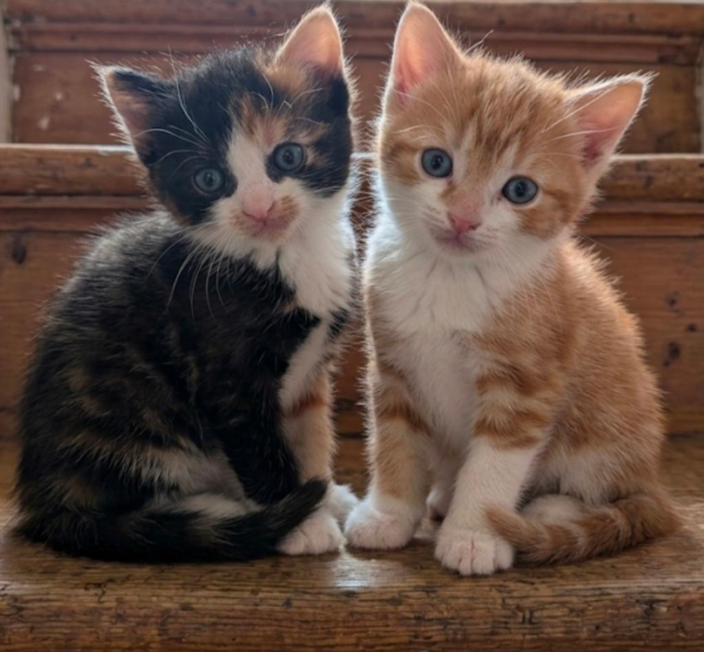 Op zoek naar een 4 ever home..kittens, Dieren en Toebehoren, Katten en Kittens | Overige Katten, Meerdere dieren, 0 tot 2 jaar
