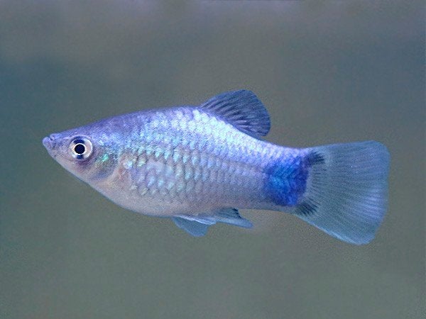 Platys, Dieren en Toebehoren, Vissen | Aquariumvissen, Vis