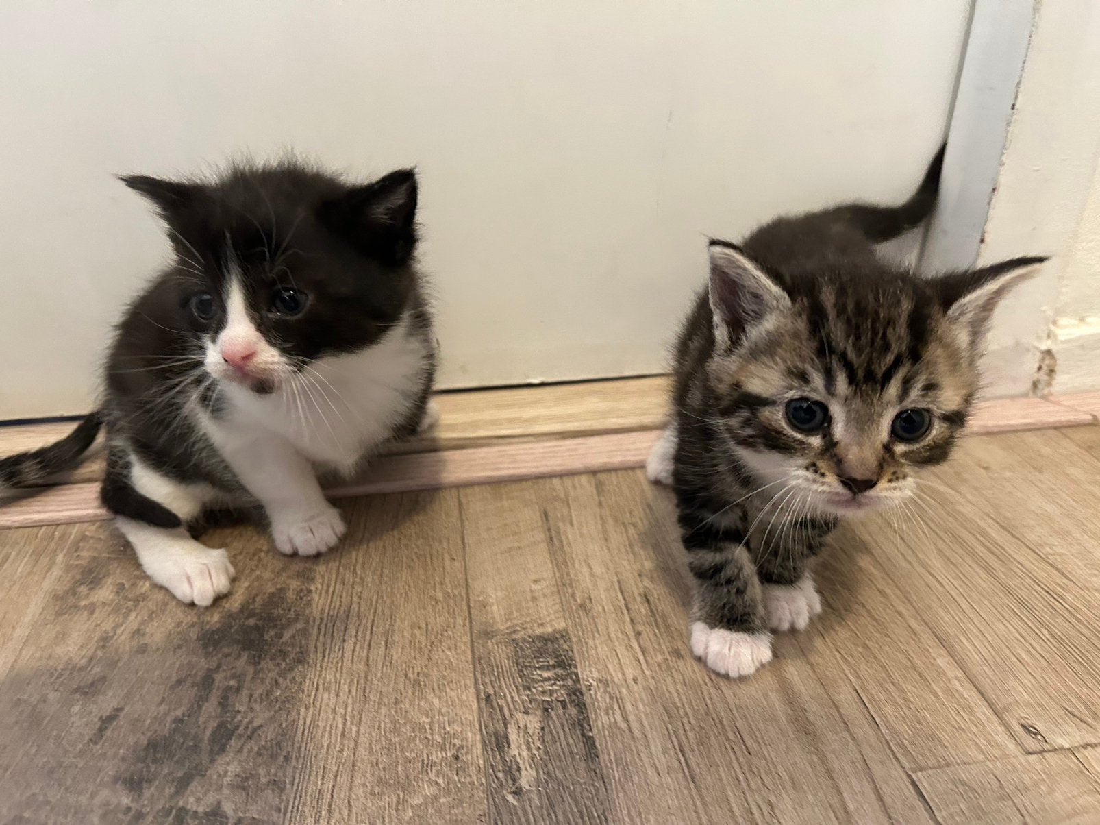 Twee kittens, Meerdere dieren