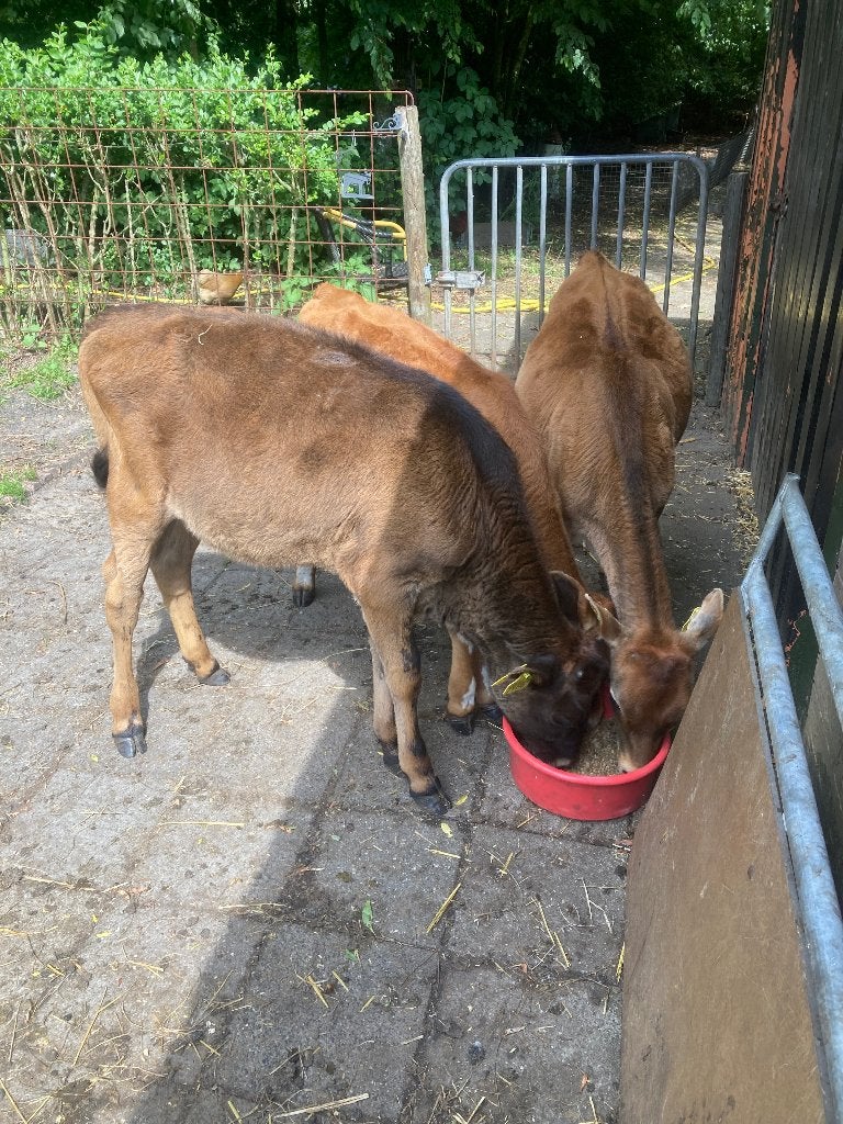 1 Jersey maal wagyu kalf en 2 jersey, Ophalen