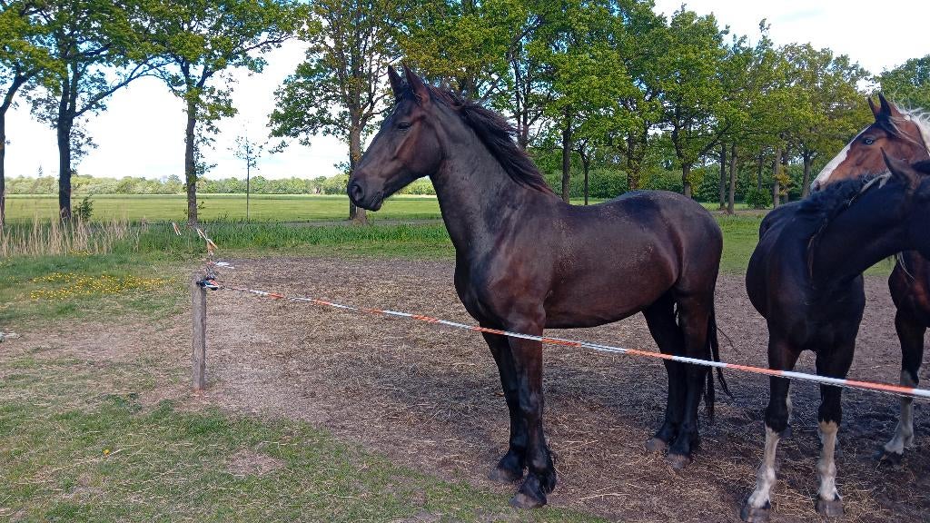 4 jarige friese merrie 8 jarige bonte merrie  bonte jaarling, Ruin, Dressuurpaard, 0 tot 2 jaar