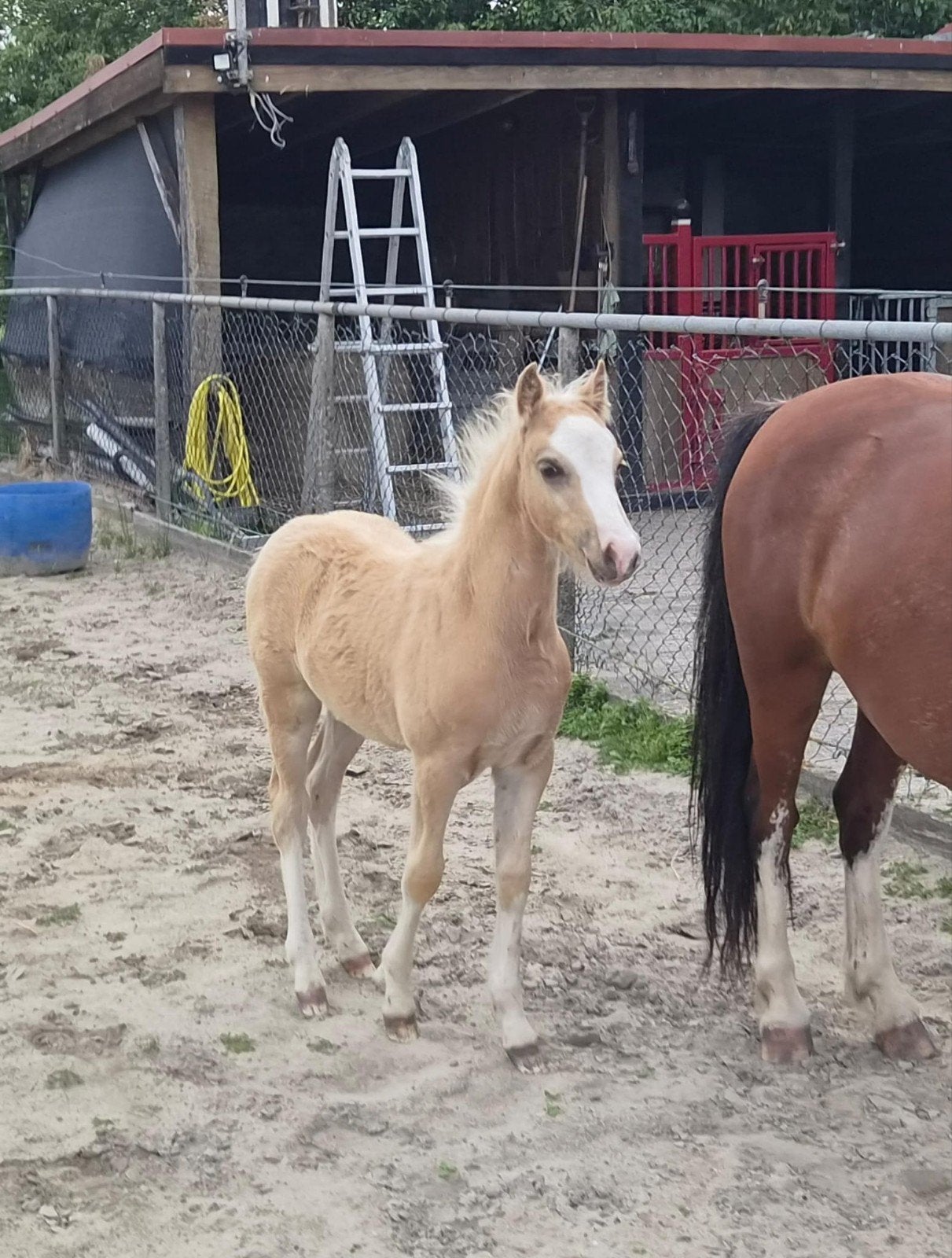 welsh  hengst veulen palomino, Dieren en Toebehoren, Hengst, B pony (1.17m tot 1.27m), 0 tot 2 jaar