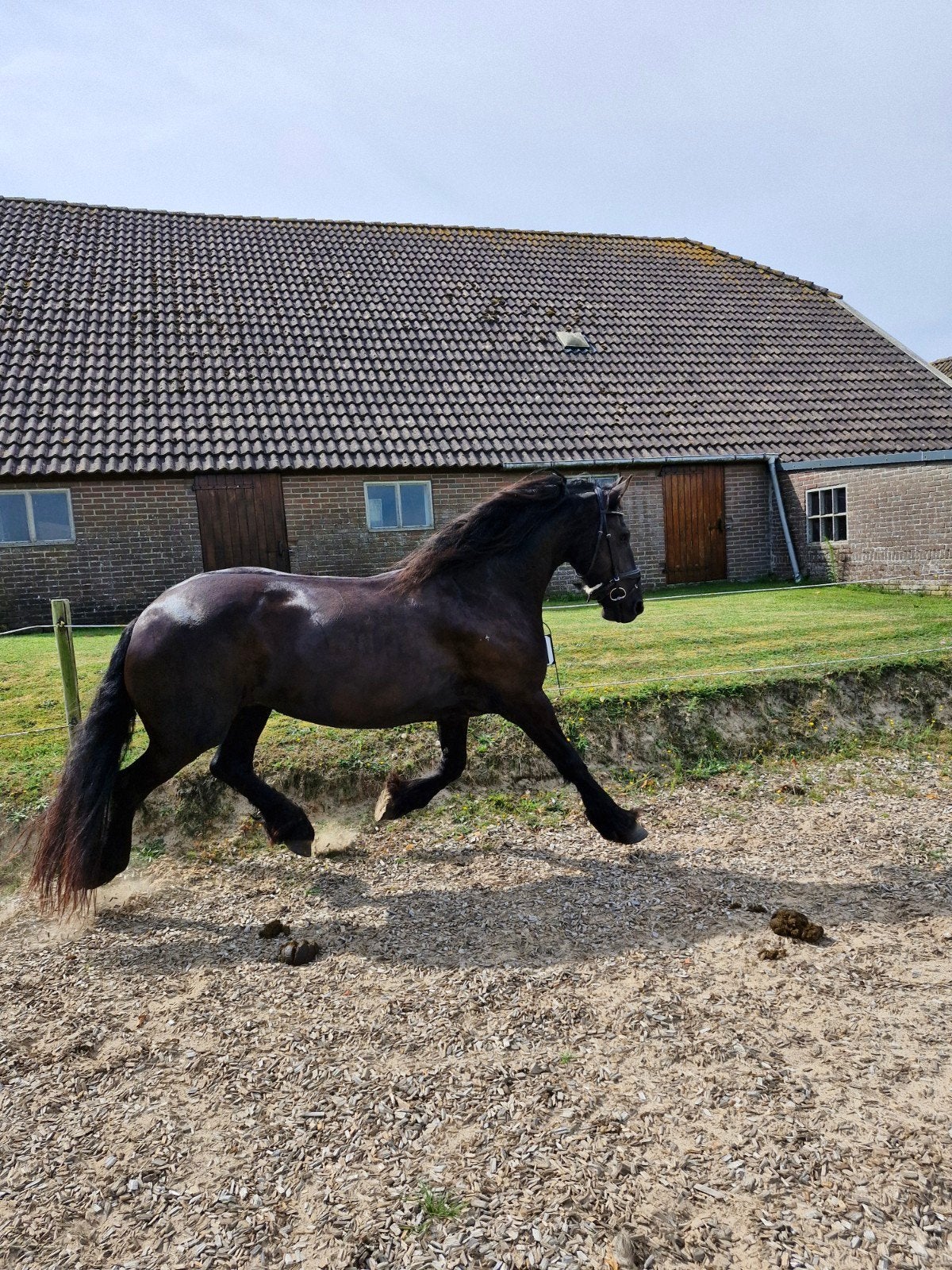 Prachtige ruin, Dieren en Toebehoren, Paarden, Met stamboom, Ruin, Dressuurpaard, Zadelmak