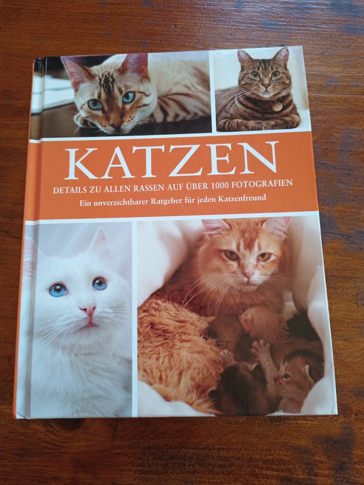 katzen. Candida Frith - MacDonald, Boeken, Ophalen of Verzenden, Gelezen, Katten, Candida Frith -Macdonald