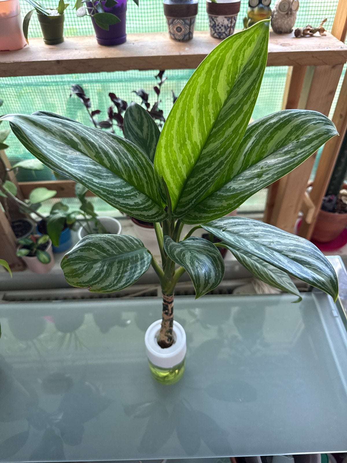 Aglaonema banded Silver Bay stekje op water, Ophalen, Overige soorten, Halfschaduw, Minder dan 100 cm