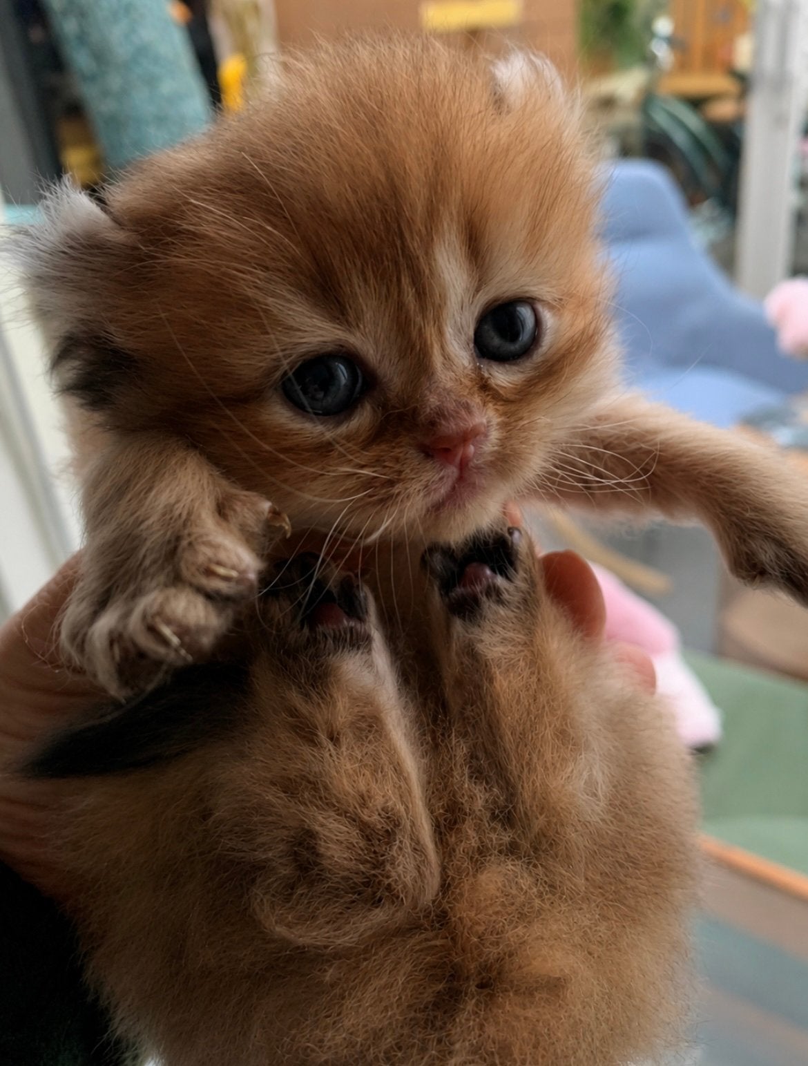 Britse langhaar, Meerdere dieren